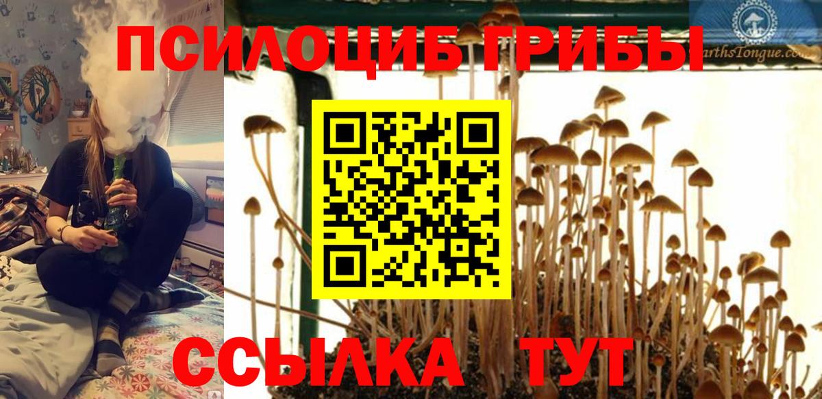 Псилоцибиновые грибы мицелий Мурино
